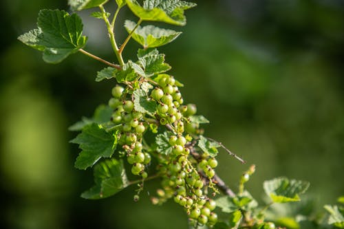 Free Plant of Currant Green Berries Stock Photo