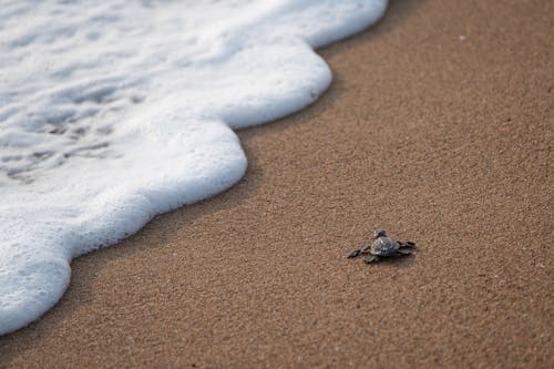 Free Turtle on the Seashore Stock Photo