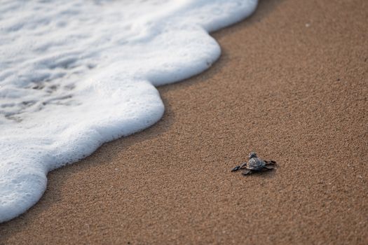 A baby sea turtle crawls towards the ocean on the sandy shores of a Mexican beach.