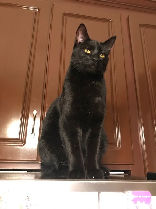 Free stock photo of felix Stock Photo