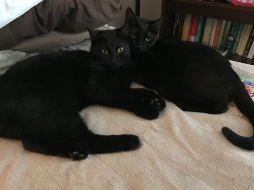 Free stock photo of felix and fiona Stock Photo