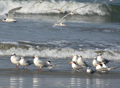 Free Seagulls at the Shore  Stock Photo