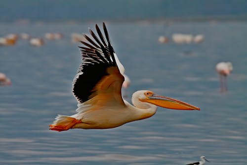 Gratis Immagine gratuita di fauna selvatica, fotografia di uccelli, Kenia Foto a disposizione