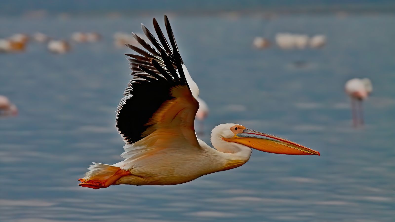 A flying bird, Kenya