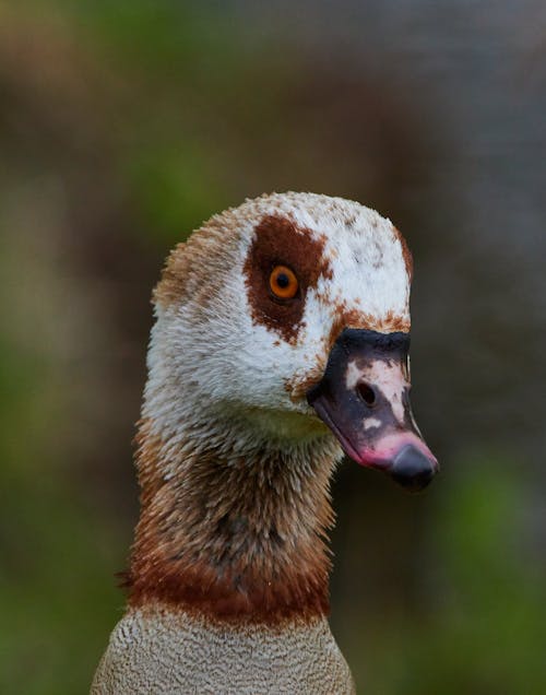 Free Close-Up Photo of the Head of an Egyptian Goose Stock Photo