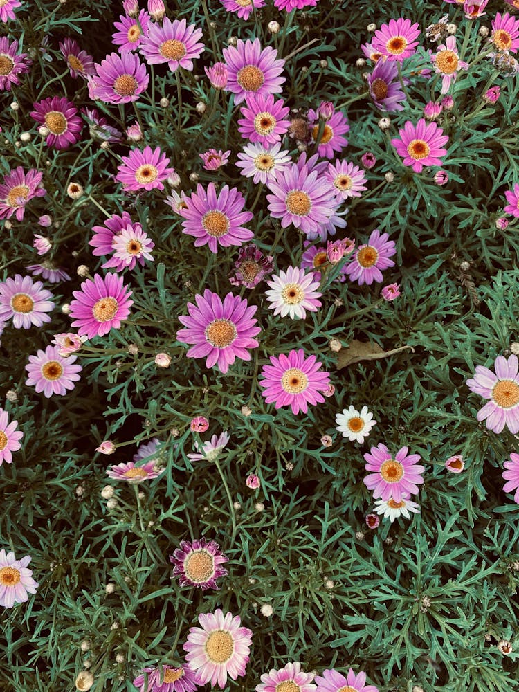 Overhead Shot Of Blooming Marguerite Daisies