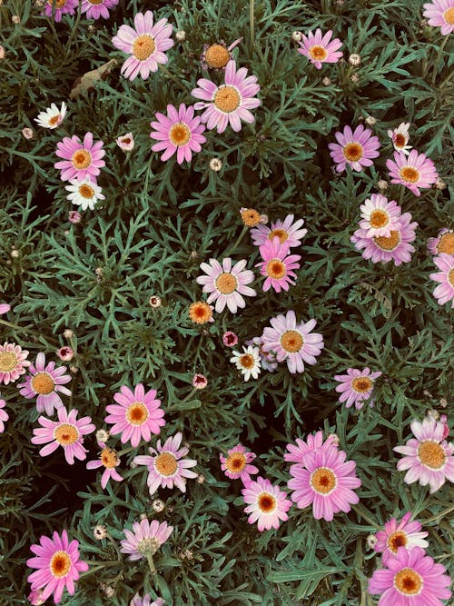 Close-Up Shot of Daisies in Bloom