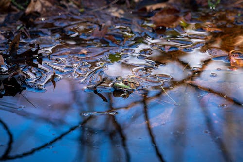 Photo of a Green Frog in a Swamp