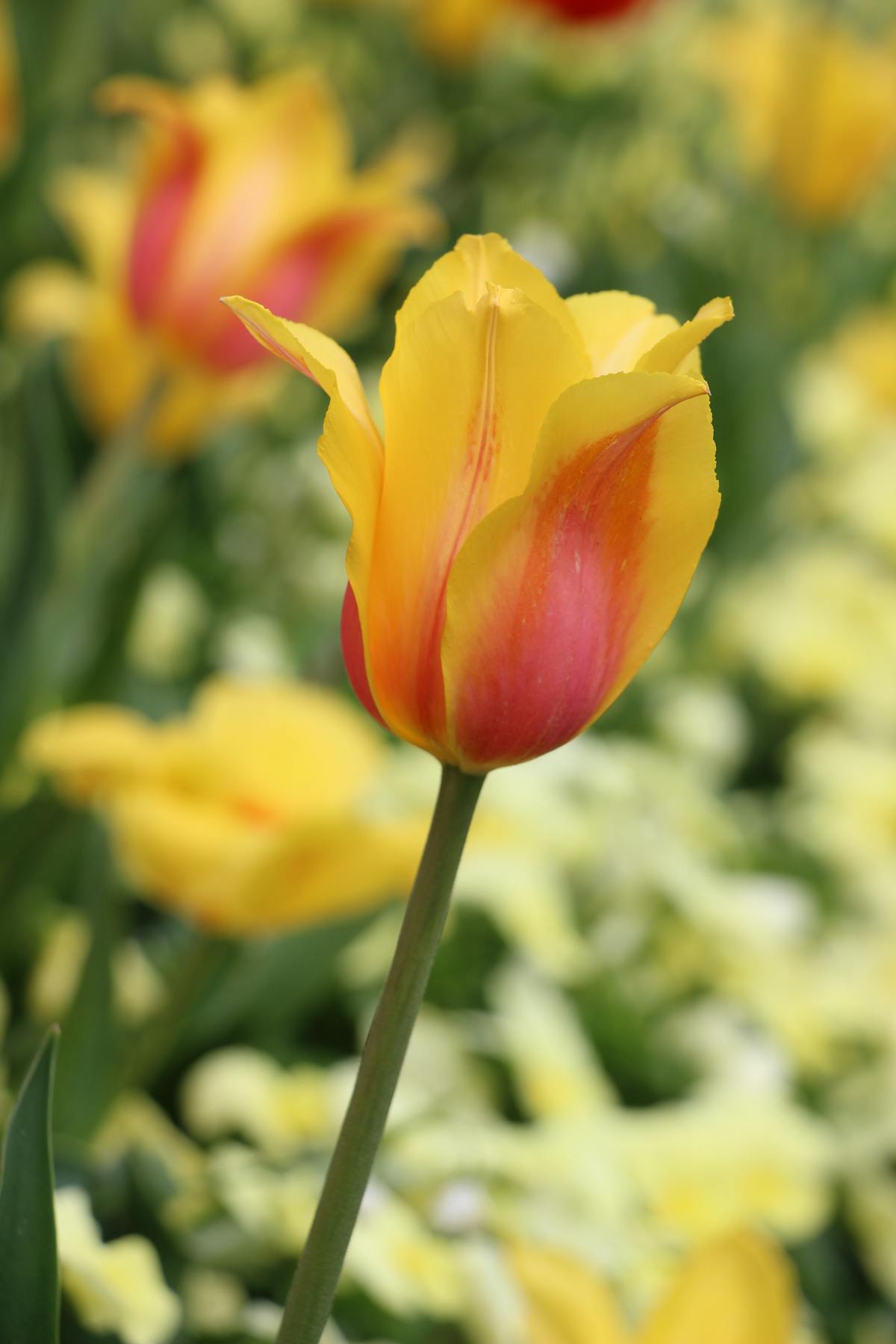 RO technician servicing a purifier
