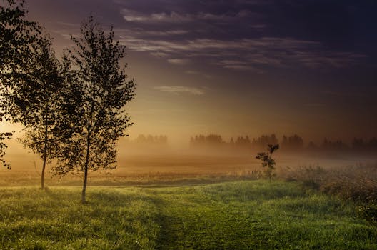 在拉脱维亚伊克西勒郁郁葱葱的田野上，薄雾笼罩着宁静的日出景观