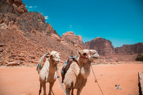 Camels on Desert