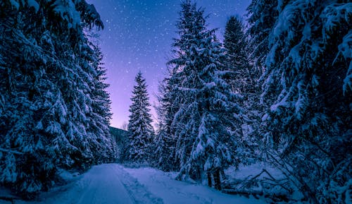 Foto profissional grátis de abetos, árvores, árvores à noite