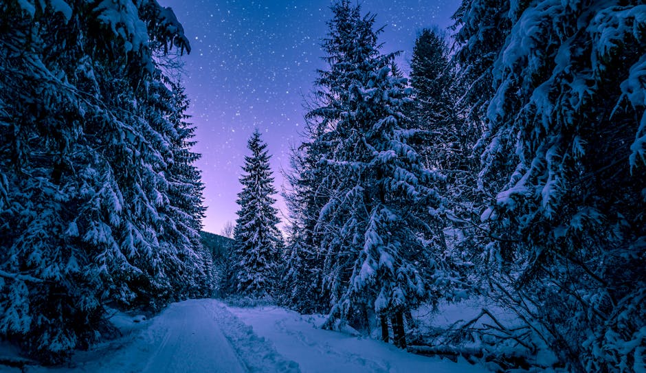 Photography of Trees Covered With Snow