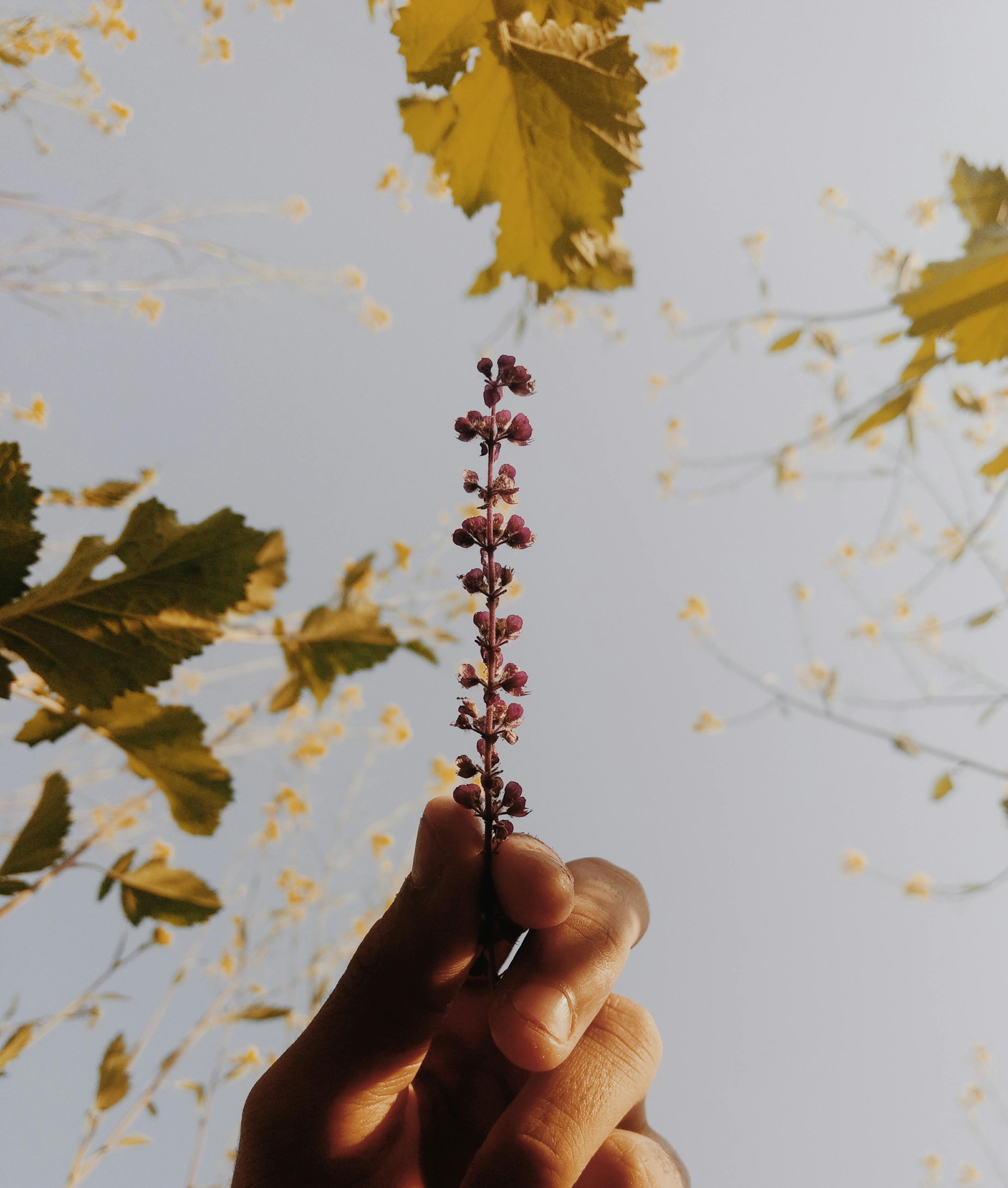 特写：在天空的背景下，一只手握着一朵紫色小花，四周环绕着秋叶