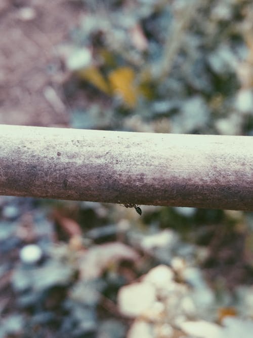 Selective Photography of Ant on Gray Pipe