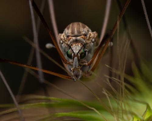 Gratis stockfoto met antenne, extreem close-up shot, insect