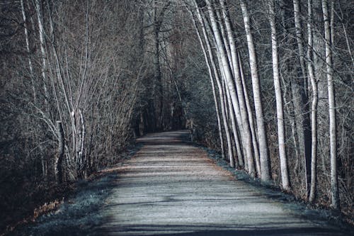 
A Road Between Trees