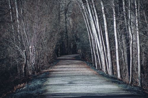 Free Tranquil path through winter forest with bare trees aligning the road, creating a serene nature scenery. Stock Photo