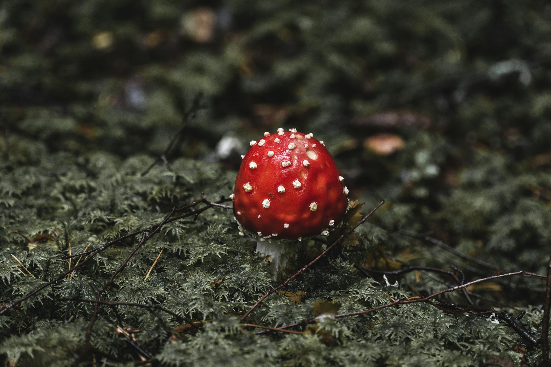 Poisonous Red and White Mushroom on Green Grass