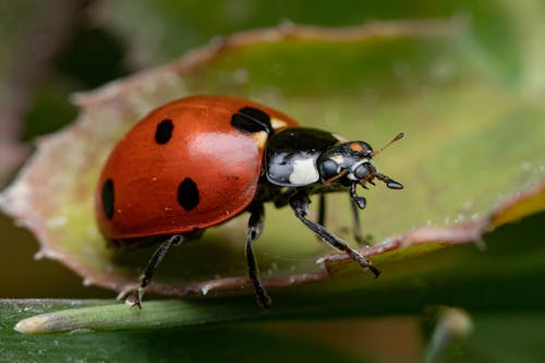 Free A Ladybug on a Leaf  Stock Photo