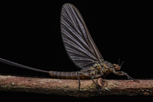 Close-up Shot of a Mayfly