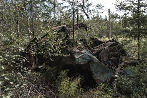 Free stock photo of car, destroyed, forest
