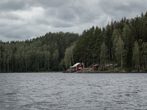 Ingyenes stockfotó ég, erdő, fák témában