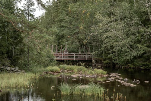 A Bridge in the Forest