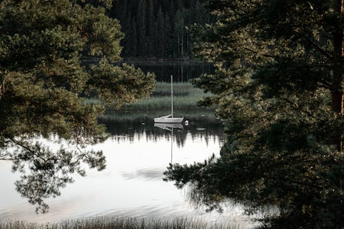 Free stock photo of boat, evening, forest