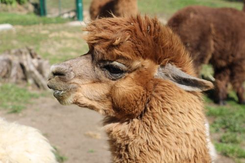 Free A detailed close-up of a furry alpaca in a sunny outdoor setting in Slovenia. Stock Photo