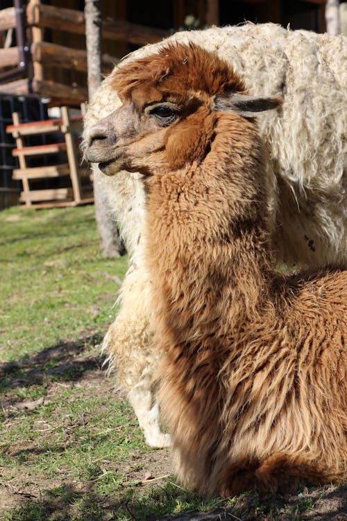 Free Close-Up Shot of an Alpaca Stock Photo