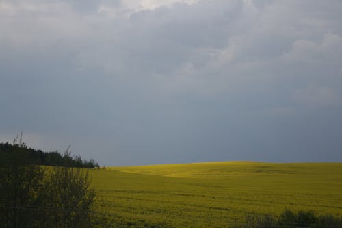 A Grassland in a Gloomy Weather