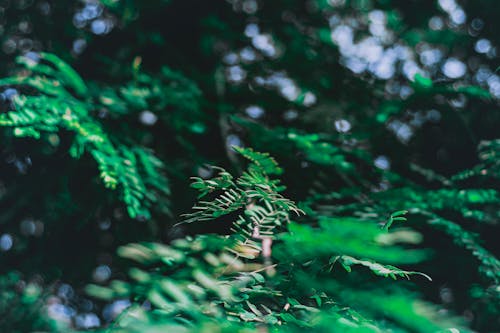 Close-Up Photography of Leaves