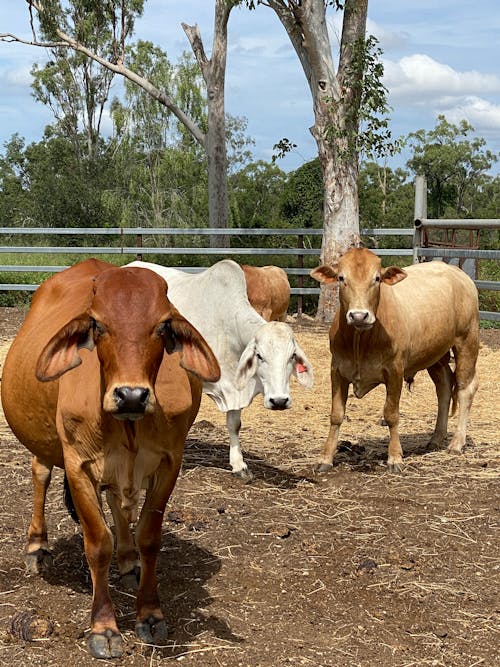 Free stock photo of cows, farm Stock Photo