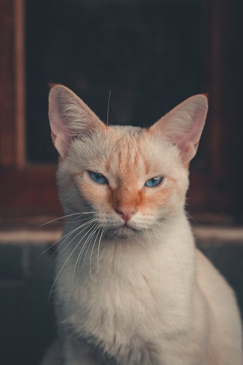 Close-Up Shot of a White Domestic Cat