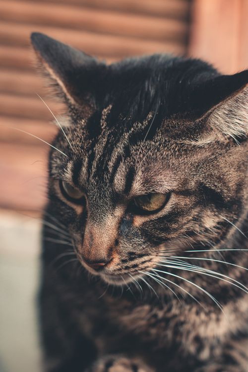 Free Intimate close-up of a tabby cat with detailed focus on its fur and whiskers. Stock Photo