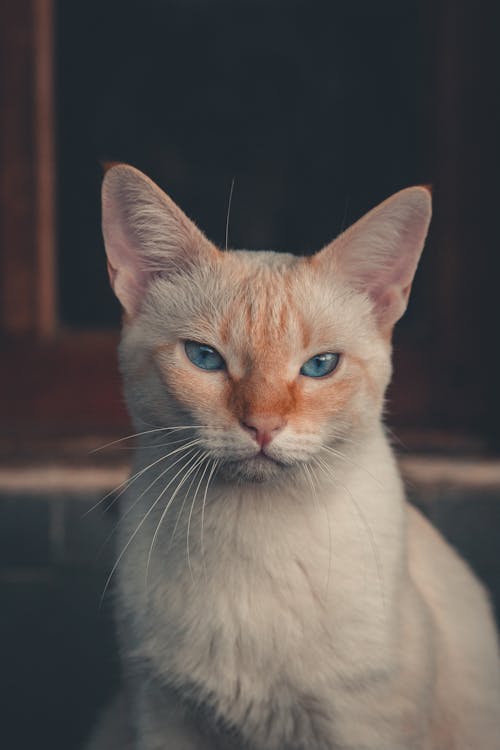 Close-Up Shot of a White Domestic Cat