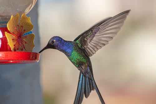 Foto profissional grátis de alimentador, alimentando, asas