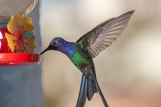 A Hummingbird Feeding