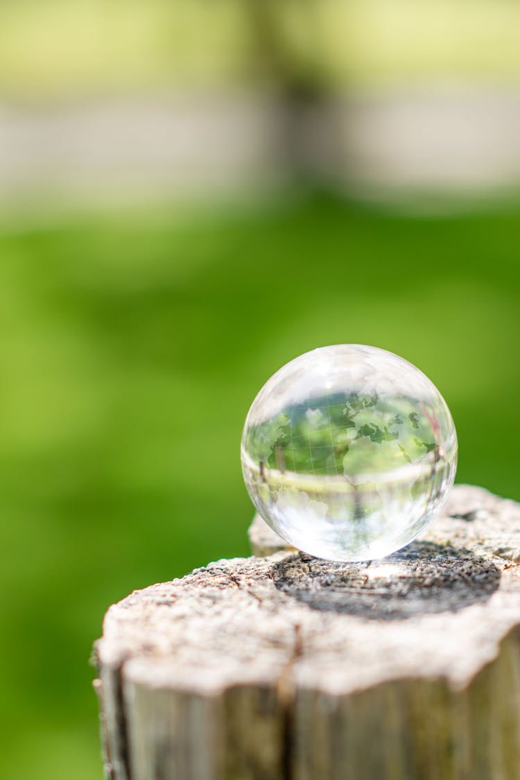 A Glass Globe On A Tree Trunk