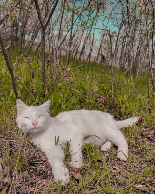 Gratuit Photos gratuites de animal de compagnie, chat blanc, dormir Photos