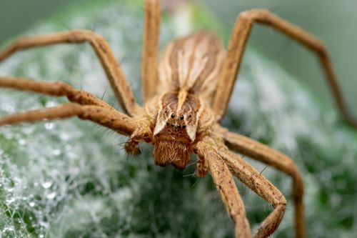 Free Detailed macro image of a spider on a green leaf covered with dew. Stock Photo