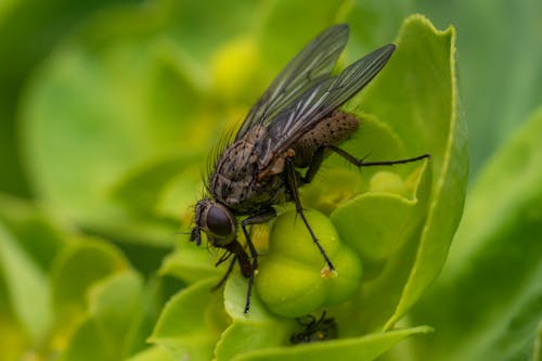 A Fly on a Plant 