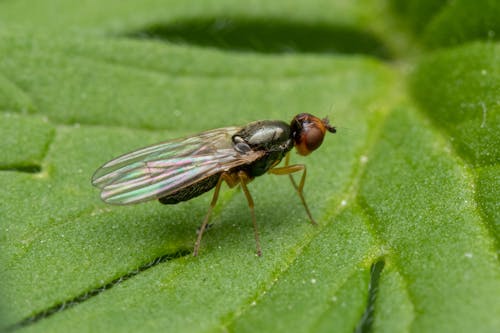 Základová fotografie zdarma na téma biologie, entomologie, fotografování hmyzem