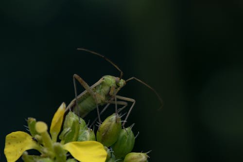 Gratis stockfoto met antenne, detailopname, insect Stockfoto