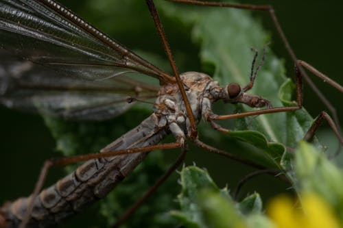 Foto profissional grátis de artrópode, close-up extremo, empoleirado