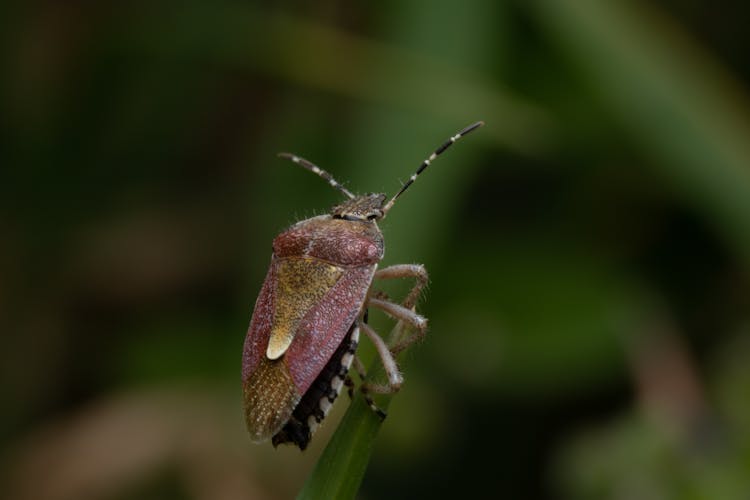 A Close-Up Shot Of A Stink Bug