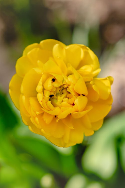 Top view of lush bright yellow blooming tulip with green leaves growing in summer garden