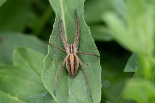 Close-up view of a spider resting on a green leaf in nature's setting.