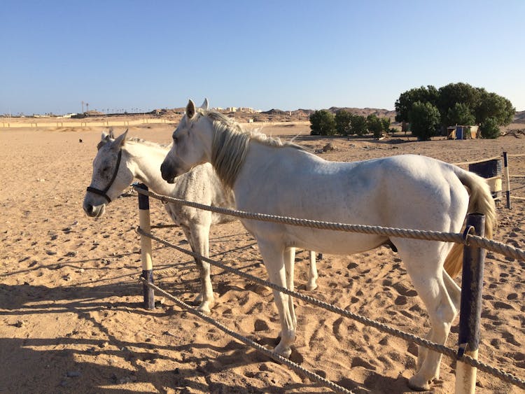 White Horses On Brown Sand